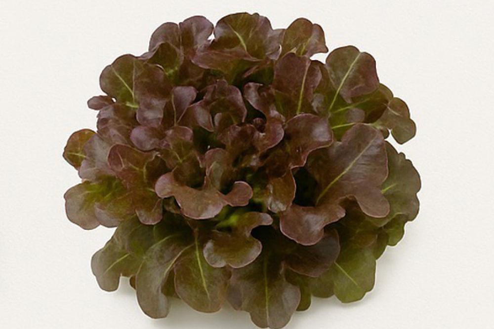 RED OAK LEAF : บริษัท สิริ กรีน เทคโนโลยี จำกัด