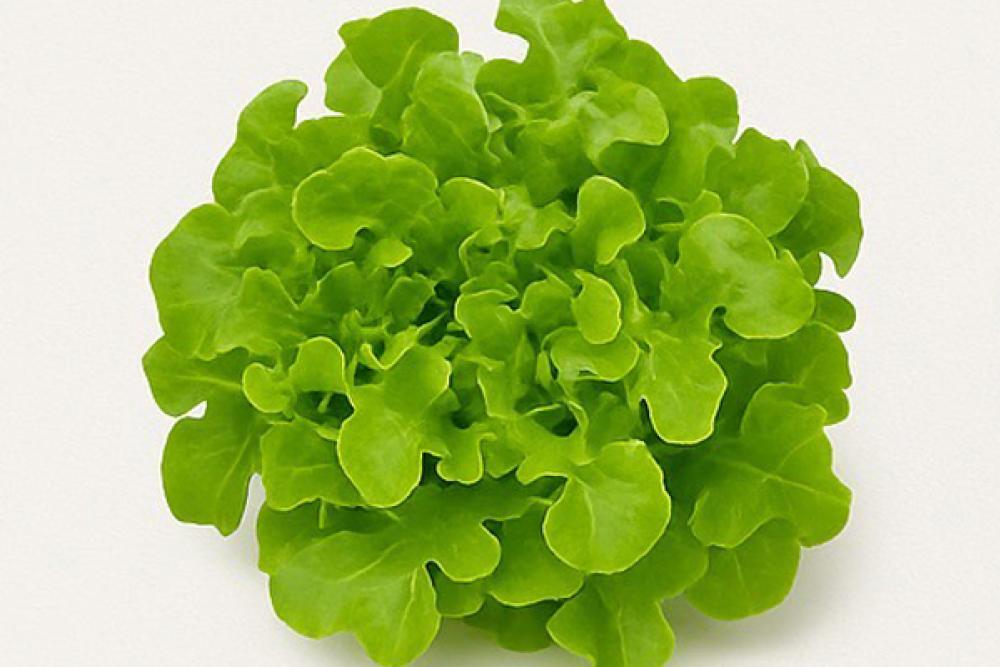 GREEN OAK LEAF : บริษัท สิริ กรีน เทคโนโลยี จำกัด